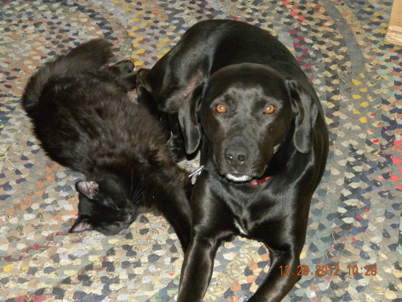 DOGS AND CATS LIVING TOGETHER 003.jpg