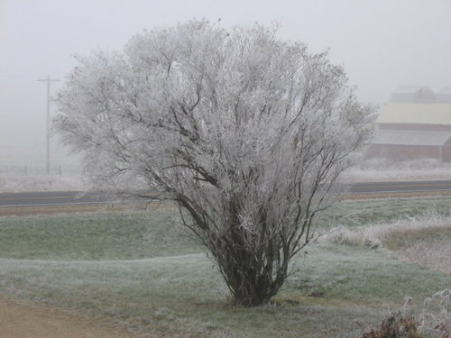 frost-on-bush-by-drive.jpg